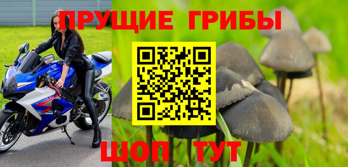 Галлюциногенные грибы прущие грибы  Вход с VPN  Магадан  Псилоцибиновые грибы GOLDEN TEACHER 